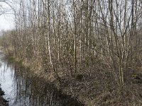 NL, Noord-Brabant, Meierijstad, Wijboschbroek 17, Saxifraga-Willem van Kruijsbergen