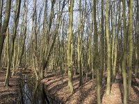 NL, Noord-Brabant, Meierijstad, Wijboschbroek 26, Saxifraga-Willem van Kruijsbergen