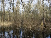 NL, Noord-Brabant, Meierijstad, Wijboschbroek 29, Saxifraga-Willem van Kruijsbergen