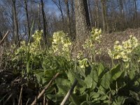 NL, Noord-Brabant, Meierijstad, Wijboschbroek 5, Saxifraga-Willem van Kruijsbergen