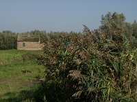 NL, Noord-Brabant, Moerdijk, Buitengorzen 1, Saxifraga-Jan van der Straaten