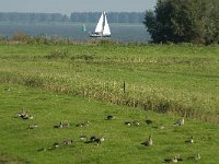 NL, Noord-Brabant, Moerdijk, Willemspolder 2, Saxifraga-Jan van der Straaten