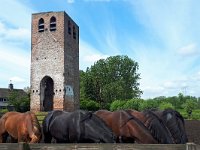 NL, Noord-Brabant, Nuenen-Gerwen-Nederwetten, Oude Toren 2, Saxifraga-Tom Heijnen