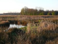 NL, Noord-Brabant, Oirschot, Beersbroek 1, Saxifraga-Tom Heijnen