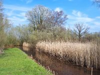 NL, Noord-Brabant, Oirschot, Beersbroek 15, Saxifraga-Tom Heijnen