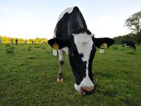 NL, Noord-Brabant, Oirschot, Beersbroek 4, Saxifraga-Tom Heijnen