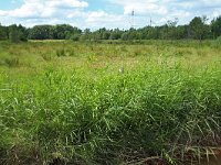 NL, Noord-Brabant, Oirschot, Beerze in Kattenbergs Broek 4, Saxifraga-Tom Heijnen