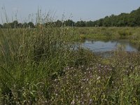 NL, Noord-Brabant, Oirschot, Dal van de Beerze 10, Saxifraga-Jan van der Straaten