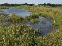 NL, Noord-Brabant, Oirschot, Dal van de Beerze 14, Saxifraga-Jan van der Straaten