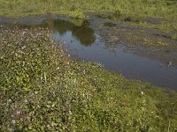 NL, Noord-Brabant, Oirschot, Dal van de Beerze 9, Saxifraga-Jan van der Straaten