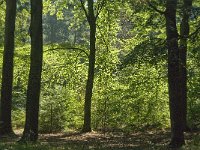 NL, Noord-Brabant, Oirschot, De Baest 5, Saxifraga-Jan van der Straaten