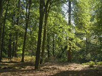 NL, Noord-Brabant, Oirschot, De Baest 7, Saxifraga-Jan van der Straaten