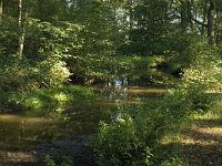 NL, Noord-Brabant, Oirschot, De Baest, Beerze 3, Saxifraga-Jan van der Straaten