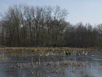 NL, Noord-Brabant, Oirschot, De Mortelen 12, Saxifraga-Jan van der Straaten