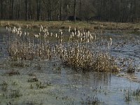 NL, Noord-Brabant, Oirschot, De Mortelen 13, Saxifraga-Jan van der Straaten