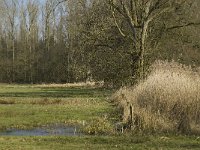 NL, Noord-Brabant, Oirschot, De Mortelen 21, Saxifraga-Marijke Verhagen