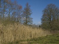 NL, Noord-Brabant, Oirschot, De Mortelen 32, Saxifraga-Jan van der Straaten