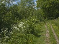 NL, Noord-Brabant, Oirschot, De Mortelen 38, Saxifraga-Jan van der Straaten