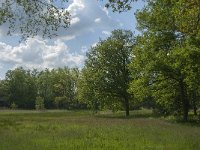 NL, Noord-Brabant, Oirschot, De Mortelen 39, Saxifraga-Jan van der Straaten