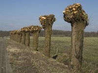 NL, Noord-Brabant, Oirschot, De Rotten 1, Saxifraga-Jan van der Straaten