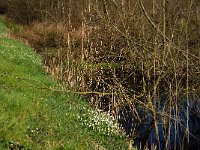 NL, Noord-Brabant, Oirschot, De Woekens 12, Saxifraga-Marijke Verhagen