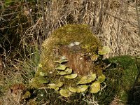 NL, Noord-Brabant, Oirschot, De Woekens 18, Saxifraga-Jan van der Straaten