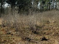 NL, Noord-Brabant, Oirschot, De Woekens 20, Saxifraga-Jan van der Straaten