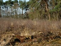 NL, Noord-Brabant, Oirschot, De Woekens 23, Saxifraga-Jan van der Straaten