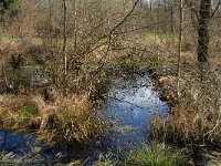 NL, Noord-Brabant, Oirschot, De Woekens 6, Saxifraga-Marijke Verhagen