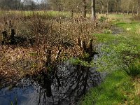 NL, Noord-Brabant, Oirschot, De Woekens 7, Saxifraga-Marijke Verhagen