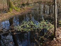 NL, Noord-Brabant, Oirschot, De Woekens 8, Saxifraga-Jan van der Straaten