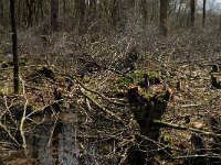 NL, Noord-Brabant, Oirschot, De Zwarte Voorten 11, Saxifraga-Marijke Verhagen