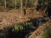 NL, Noord-Brabant, Oirschot, De Zwarte Voorten 14, Saxifraga-Marijke Verhagen