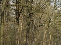 NL, Noord-Brabant, Oirschot, De Zwarte Voorten 3, Saxifraga-Marijke Verhagen