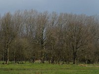 NL, Noord-Brabant, Oirschot, De Zwarte Voorten 6, Saxifraga-Marijke Verhagen