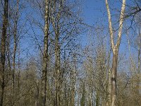 NL, Noord-Brabant, Oirschot, Heerenbeek 17, Saxifraga-Jan van der Straaten