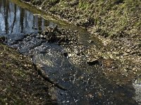 NL, Noord-Brabant, Oirschot, Heerenbeek 2, Saxifraga-Jan van der Straaten