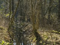 NL, Noord-Brabant, Oirschot, Heerenbeek 29, Saxifraga-Jan van der Straaten