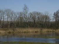 NL, Noord-Brabant, Oirschot, Heerenbeek 33, Saxifraga-Jan van der Straaten