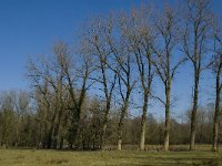 NL, Noord-Brabant, Oirschot, Heerenbeek 6, Saxifraga-Jan van der Straaten