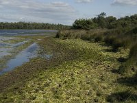 NL, Noord-Brabant, Oirschot, Keijenhurk 8, Saxifraga-Jan van der Straaten