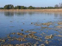 NL, Noord-Brabant, Oirschot, Keijenhurk in Landschotse Heide 3, Saxifraga-Tom Heijnen