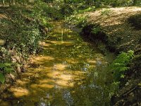 NL, Noord-Brabant, Oirschot, Kleine Beerze 15, Saxifraga-Jan van der Straaten