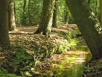 NL, Noord-Brabant, Oirschot, Kleine Beerze 18, Saxifraga-Jan van der Straaten