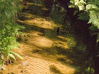 NL, Noord-Brabant, Oirschot, Kleine Beerze 23, Saxifraga-Jan van der Straaten