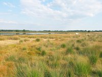 NL, Noord-Brabant, Oirschot, Kromven in Landschotse Heide 2, Saxifraga-Tom Heijnen