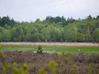 NL, Noord-Brabant, Oirschot, Kromven in Landschotse Heide 4, Saxifraga-Tom Heijnen