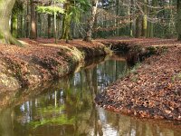 NL, Noord-Brabant, Oirschot, Landgoed De Baest S of Wilhelminakanaal 1, Saxifraga-Tom Heijnen