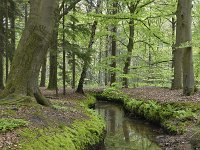 NL, Noord-Brabant, Oirschot, Landgoed De Baest S of Wilhelminakanaal 11, Saxifraga-Tom Heijnen