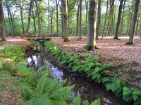 NL, Noord-Brabant, Oirschot, Landgoed De Baest S of Wilhelminakanaal 7, Saxifraga-Tom Heijnen